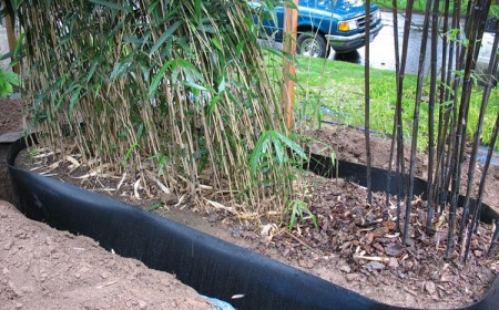 meilleures méthodes pour tuer détruire racines bambou éviter limiter propagation prolifération bambou envahissant jardin