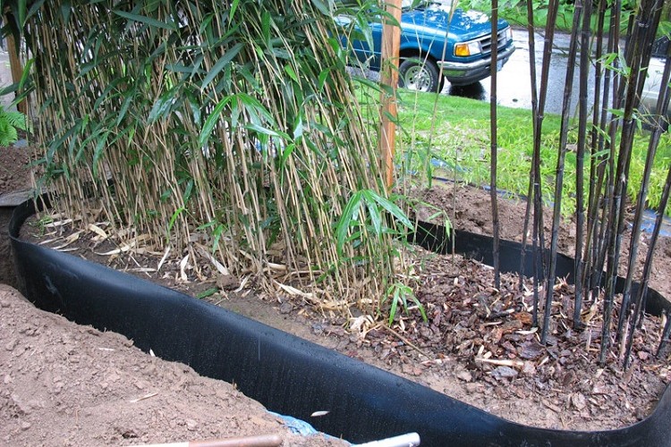 meilleures méthodes pour tuer détruire racines bambou éviter limiter propagation prolifération bambou envahissant jardin