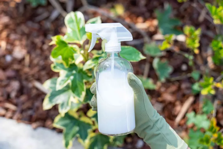 mettre du lait aux pied des tomates pourquoi