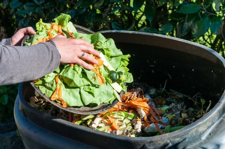 mettre ou ne pas mettre au compost 2023