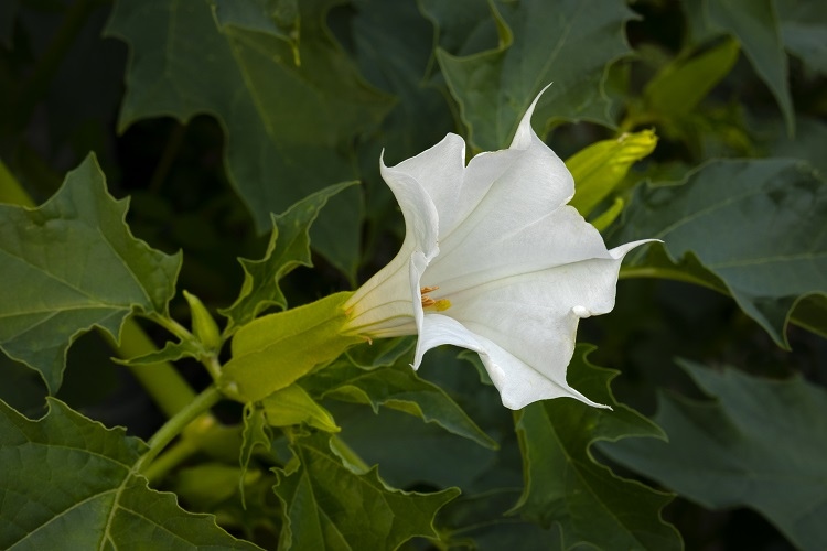 white flower of a thornapple plant close up