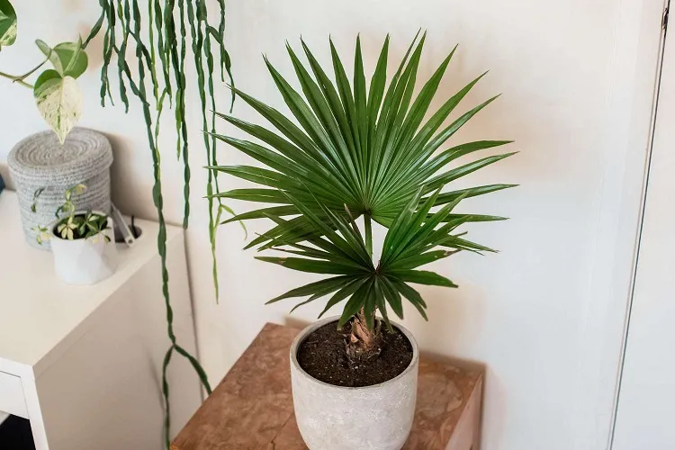 palmier en pot plante intérieur anti chaleur à avoir pour rafraîchir la maison en été pendant la canicule 2023