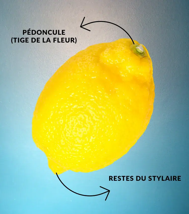 parties du citron couper un agrume pour le planter