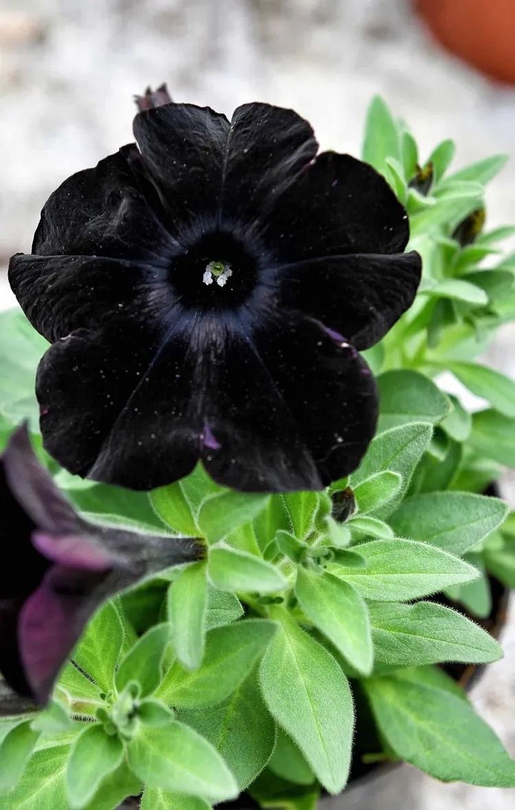 pétunia noire plante fleurs très facile à cultiver jardin pleine terre ou pot
