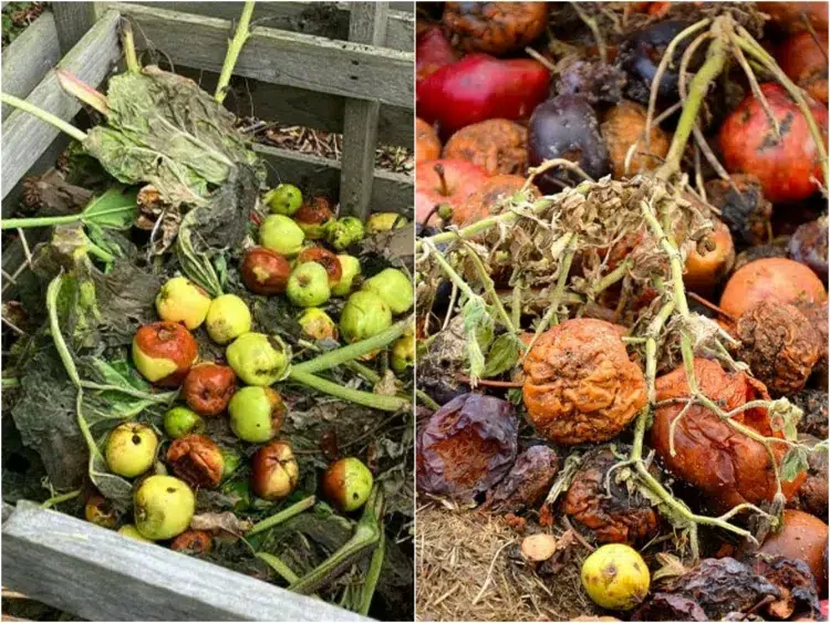 peut on ajouter des fruits pourris dans le compost quantité mettre compost comment alterner