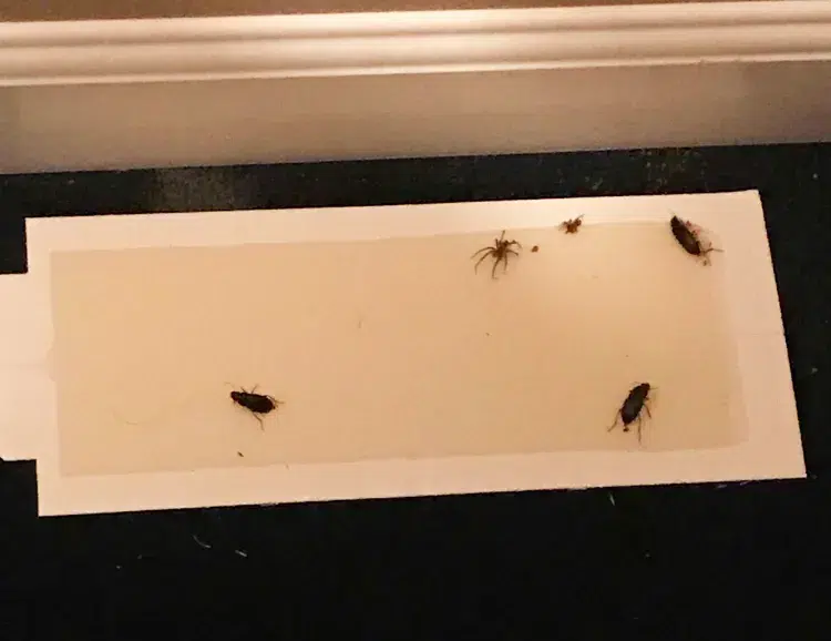 piège à insectes dans la maison contre harpale du fresier