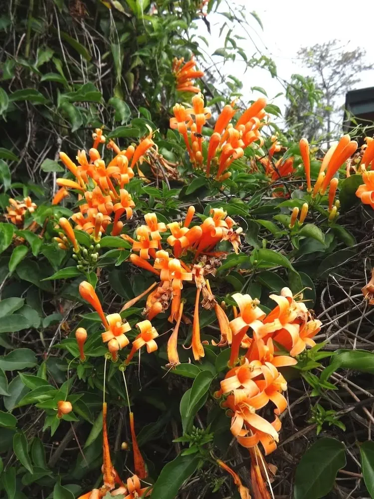 plante grimpante résistante canicule chaleur soleil brûlant bignone jardin plein soleil sans arrosage