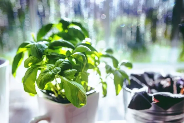 plantes répulsives pour éviter les piqûres de moustiques en été intérieur extérieur