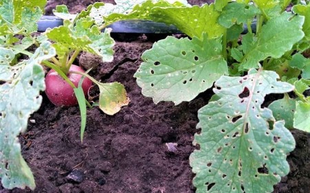 potager feuilles radis trouées pourquoi comment traiter solutions altises