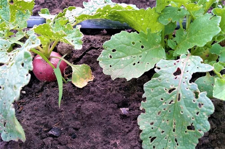 potager feuilles radis trouées pourquoi comment traiter solutions altises