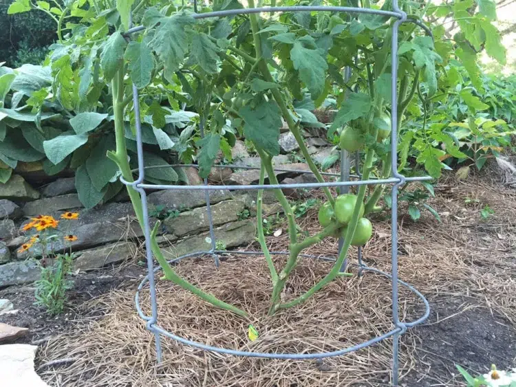 pourquoi couper les feuilles de tomates couper ramifications intérieures assurer tuteur ventilation