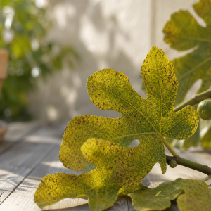 Branche de figuier aux feuilles jaunies et tachetées avec figues vertes immatures — maladies et parasites figuier