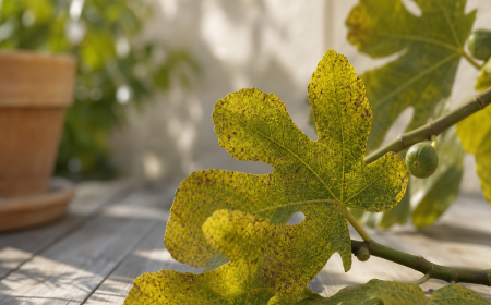 Branche de figuier aux feuilles jaunies et tachetées avec figues vertes immatures — maladies et parasites figuier