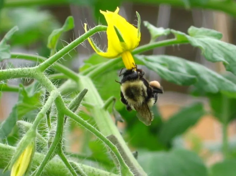pourquoi fleur de tomates tombent quelles causes manque bourdons abeilles