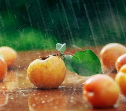 pourquoi les abricots tombent avant maturité quel moment propice cueillette couleur fermeté fruits