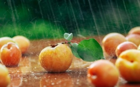 pourquoi les abricots tombent avant maturité quel moment propice cueillette couleur fermeté fruits