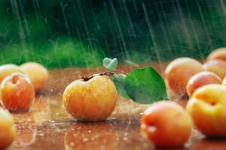 pourquoi les abricots tombent avant maturité quel moment propice cueillette couleur fermeté fruits