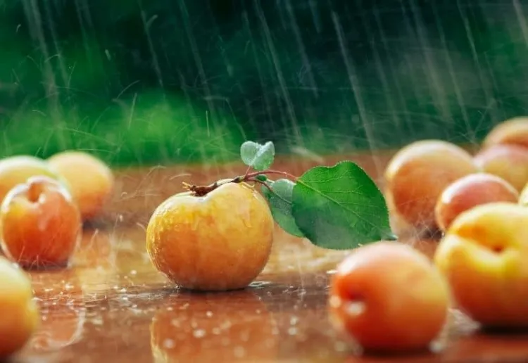 pourquoi les abricots tombent avant maturité quel moment propice cueillette couleur fermeté fruits