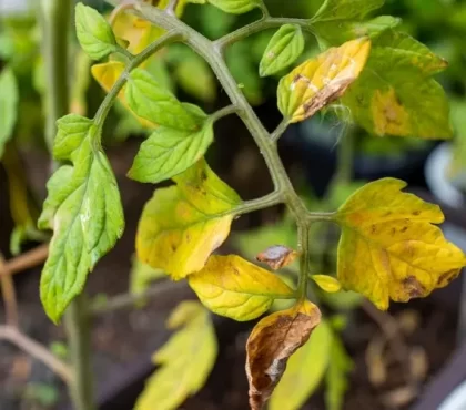 pourquoi les feuilles de mon plant de tomates sont jaunes causes fréquentes