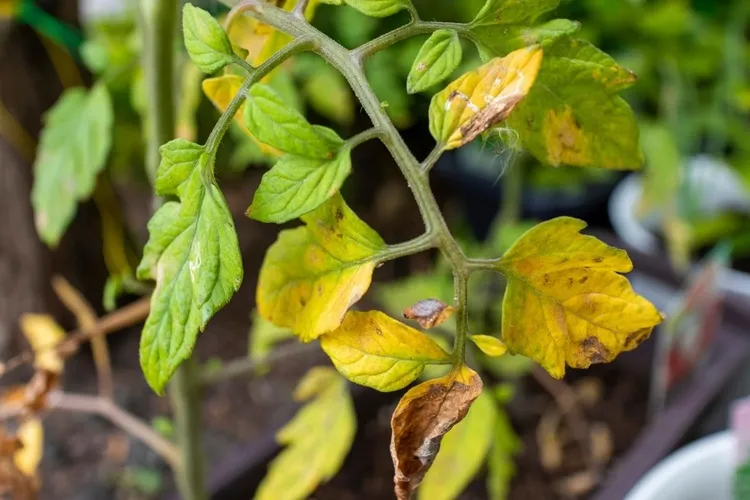 pourquoi les feuilles de mon plant de tomates sont jaunes causes fréquentes
