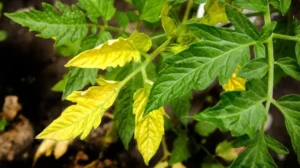 pourquoi les feuilles de tomates jaunissent causes jaunissement des feuilles de tomates