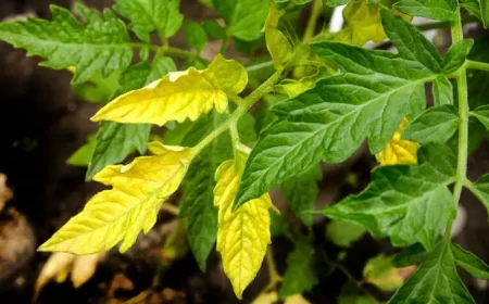 pourquoi les feuilles de tomates jaunissent causes jaunissement des feuilles de tomates