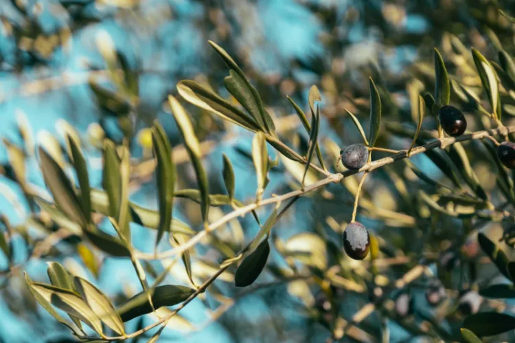 pourquoi les feuilles d'olivier jaunissent 2023