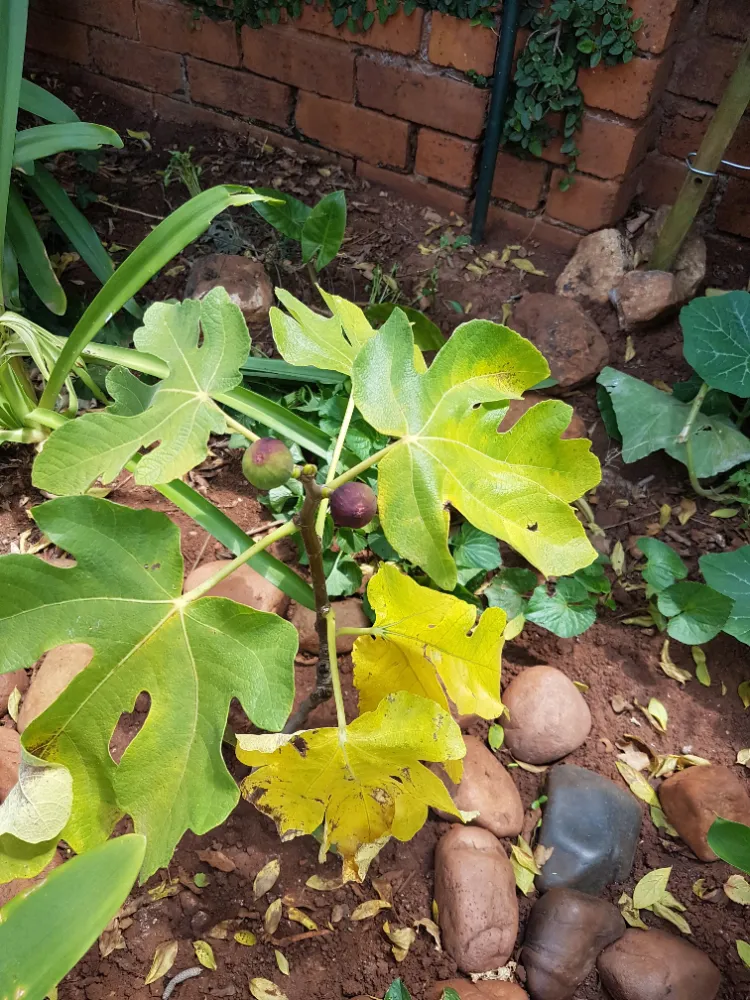 pourquoi les figues jaunissent et tombent comment traiter les fruits et les feuilles jaunes des figuiers