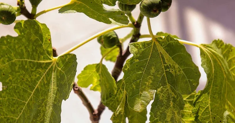 pourquoi les figues jaunissent et tombent feuilles fruits causes maladies parasites traitement