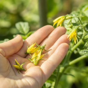 pourquoi les fleurs de tomates tombent quelles causes courantes que faire