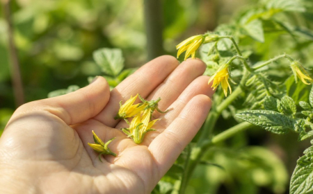 pourquoi les fleurs de tomates tombent quelles causes courantes que faire