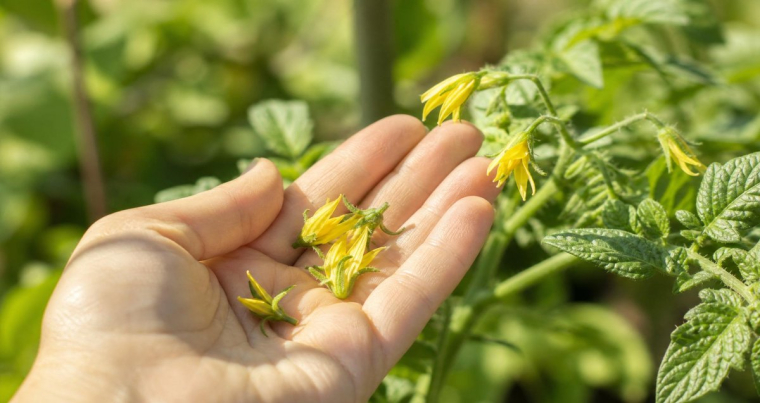 pourquoi les fleurs de tomates tombent quelles causes courantes que faire