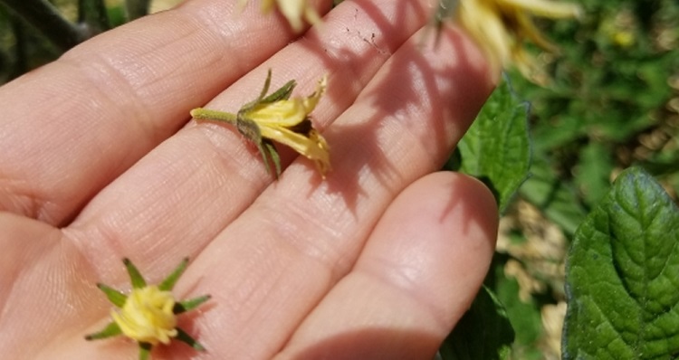 pourquoi les fleurs de tomates tombent quelles causes courantes que faire