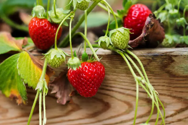 pourquoi les fraises ne rougissent pas causes solutions
