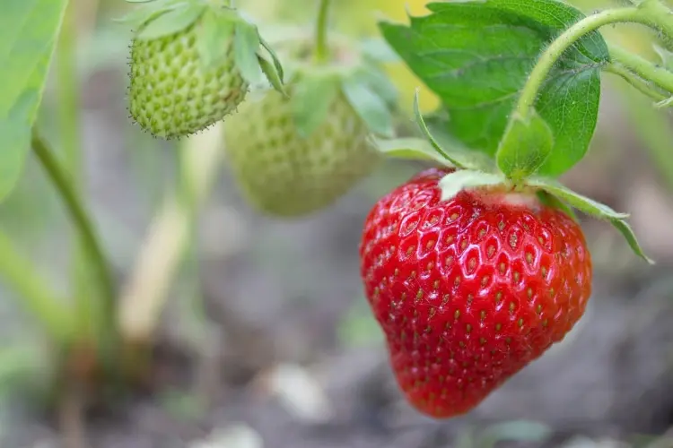 pourquoi les fraises ne rougissent pas causes