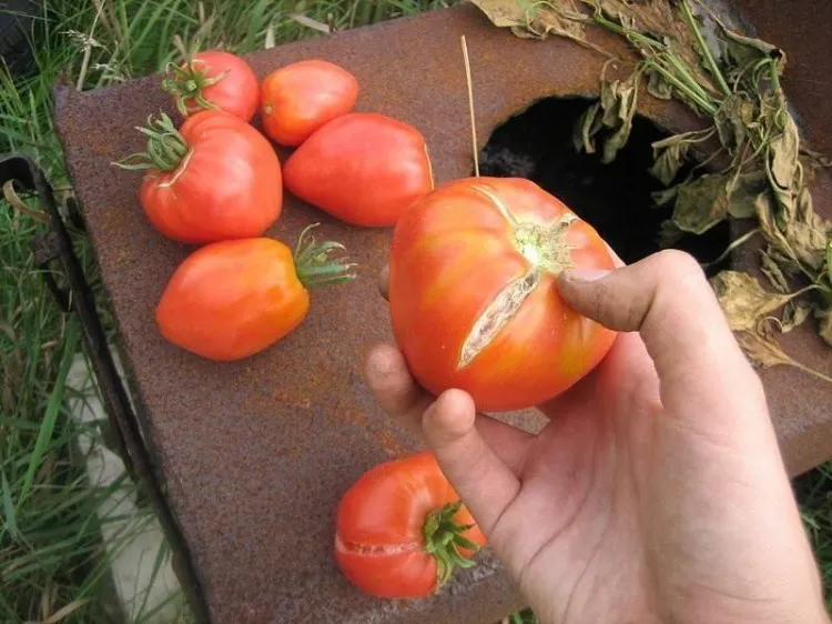 pourquoi les tomates éclatent raison symptomes solutions