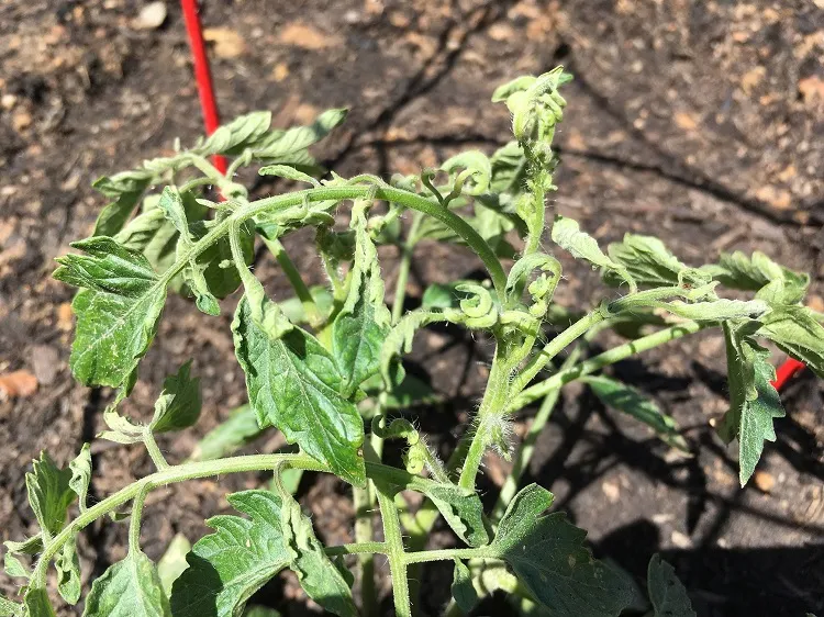 pourquoi les tomates ne poussent pas ne fleurissent pas ne grossisent pas erreurs principales culture plantation semis plants tomates