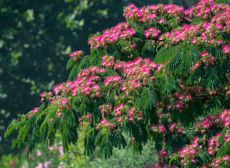 pourquoi mon arbre à soie ne fleurit pas