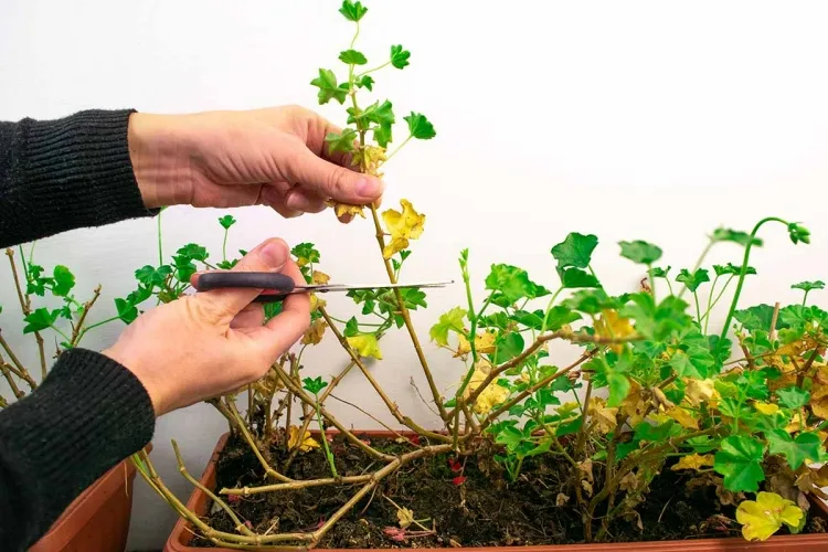 pourquoi tailler les géraniums qualité taille dépendent floraison bon état plante
