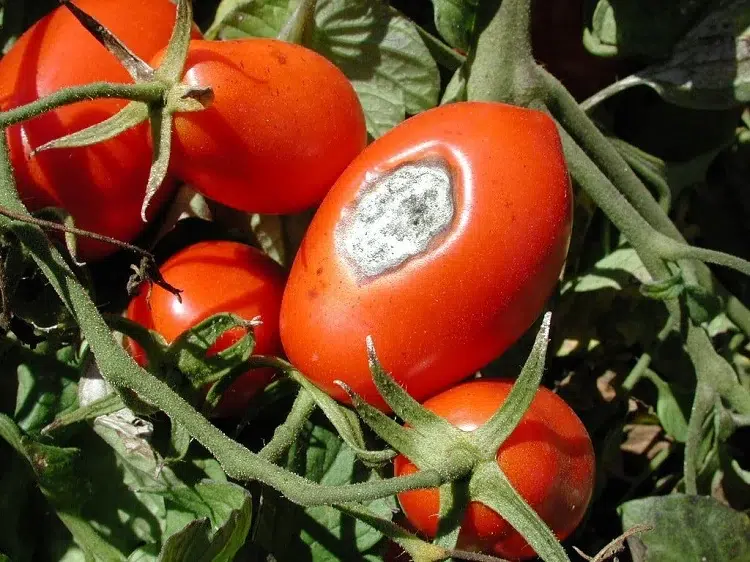 pourriture de la tomate