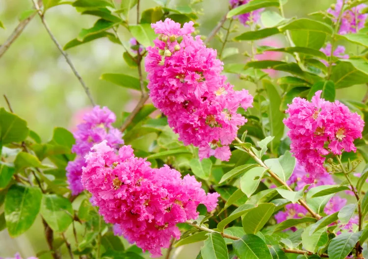 prolonger la floraison de crêpe myrtle arbuste à fleurs