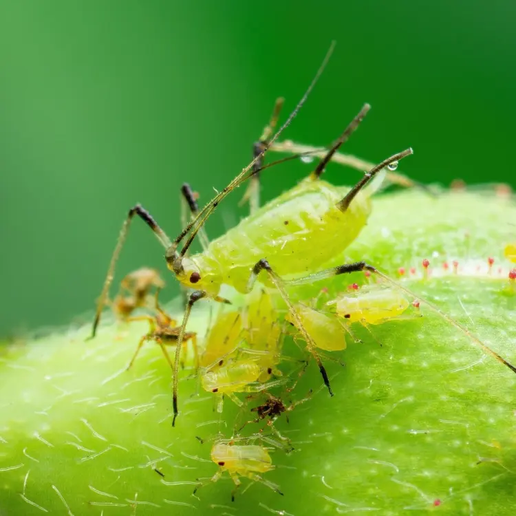 pucerons sur les concombres remède naturel de grand mère astuce