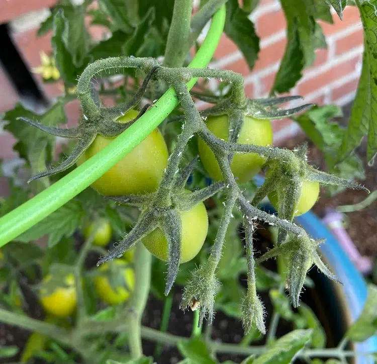 pucerons sur tomates