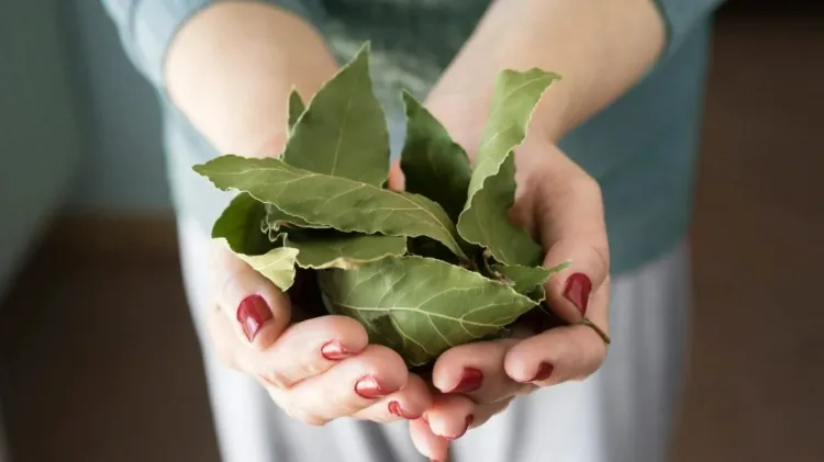 purifier la maison propreté air respirer sans polluants brûler feuilles laurier