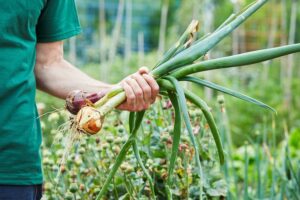quand arracher les oignons au jardin que faire quand les oignons montent astuces récolte stockage