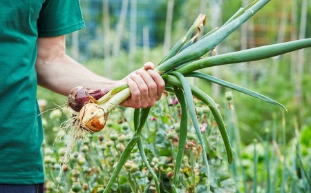 quand arracher les oignons au jardin que faire quand les oignons montent astuces récolte stockage