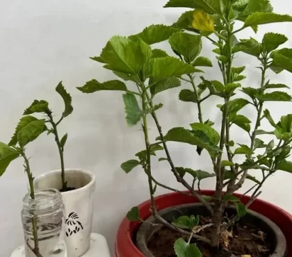 quand bouturer un hibiscus intérieur et de jardin faire une bouture d'hibiscus