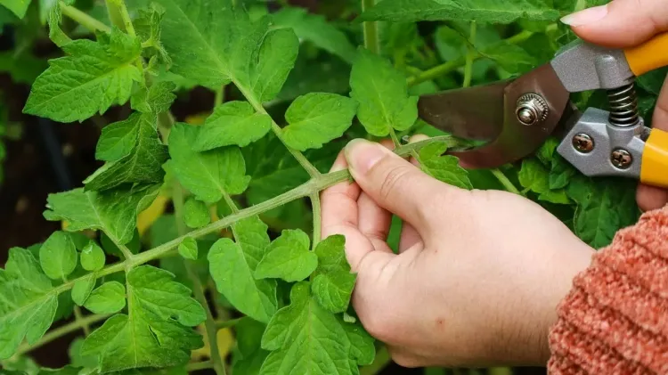 quand couper les feuilles de tomates espèces déterminées indéterminées tailler ensembles floraux tiges supplémentaires