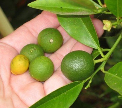 quand faut il enlever les citrons d'un citronnier éclaircir un citronnier comment