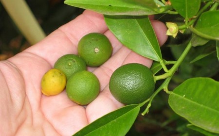 quand faut il enlever les citrons d'un citronnier éclaircir un citronnier comment